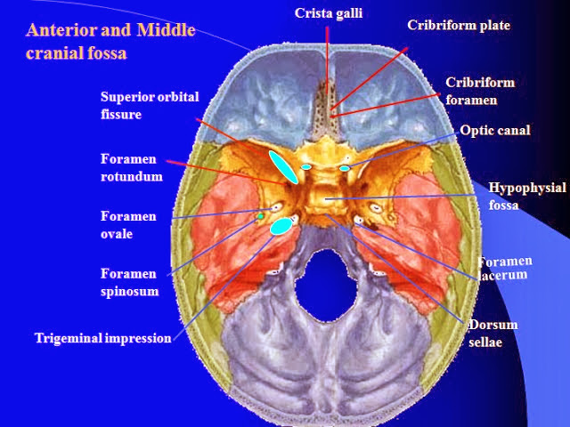 顱底(Cranial Base)上面觀- 小小整理網站Smallcollation